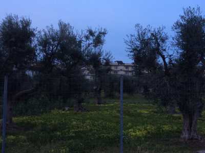 Un piccolo uliveto nel cuore del Quartierino